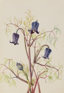 Lederbloem Clematis hirsutissima, ca. 1930s
