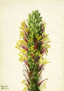 Lechuguilla (Agava lechuguilla) door Mary Vaux Walcott