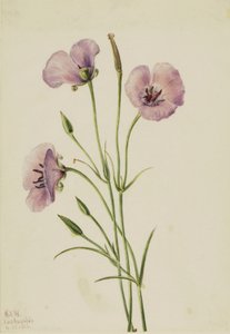 Lila Mariposa (Calochortus splendens)