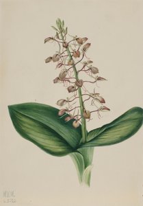 Lelie Twayblade Liparis liliifolia