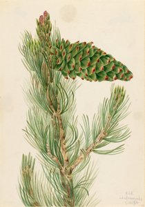 Grove den (Pinus flexilis)
