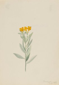 Lithospermum canescens door Mary Vaux Walcott