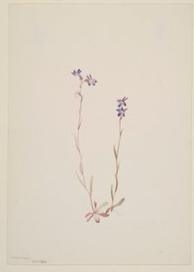 Lobelia Kalmii door Mary Vaux Walcott
