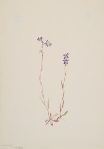 Lobelia Kalmii, 1904 door Mary Vaux Walcott