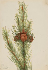 Lodgepole den (Pinus Contorta murrayana) door Mary Vaux Walcott