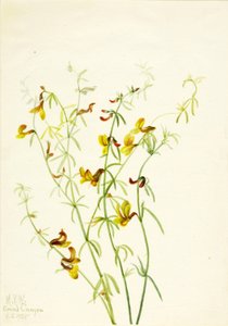 Lotus puberulus
