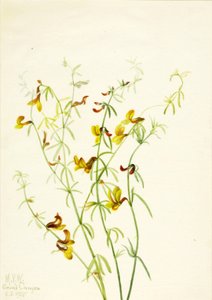 Lotus puberulus, 1935 door Mary Vaux Walcott