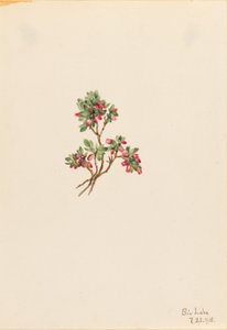 Lage vossenbes (Vaccinium caespitosum) door Mary Vaux Walcott