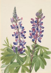 Lupine Lupinus fornosus, 1935 door Mary Vaux Walcott