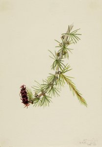 Lariks (Larix lyallii) door Mary Vaux Walcott