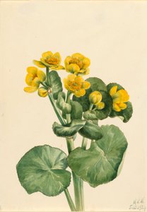 Moerasboterbloem Caltha palustris, 1924