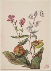 Weideschoonheid (Rhexia virginica), ratelslangrat (Nabalus albus), bekerplant (Sarracenia purpurea) door Mary Vaux Walcott