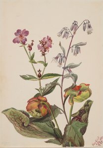 Weide schoonheid Rhexia virginica, ratelslangwortel Nabalus albus, bekerplant door Mary Vaux Walcott