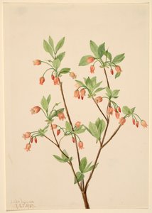 Menziesea Menziesea glabella door Mary Vaux Walcott