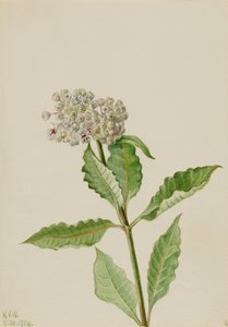 Milkweed (Ascelpias) door Mary Vaux Walcott