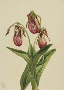Moccasin Bloem Cypripedium acaule door Mary Vaux Walcott