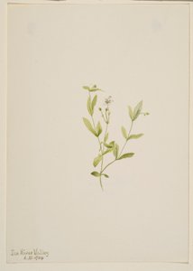 Moehringia laberiflora door Mary Vaux Walcott