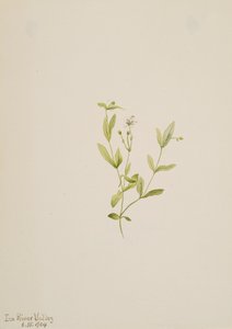 Moehringia laberiflora, 1904 door Mary Vaux Walcott