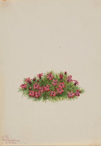 Moskioen (Silene acaulis)