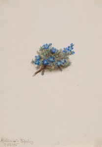 Mos vergeet-mij-nietje (Eritichum elongatum) door Mary Vaux Walcott