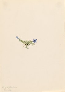Mos Gentiaan (Gentiana prostrata)