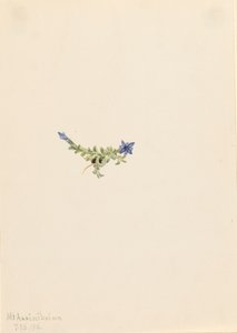Mosgentiaan Gentiana prostrata