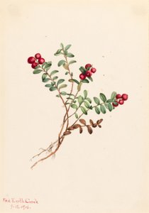 Veenbes (Vaccinium vitisdaea minus)