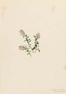 Veenbes (Vaccinium vitisidaea minus) door Mary Vaux Walcott