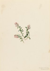 Bergveenbes Vaccinium vitisidaea minus door Mary Vaux Walcott
