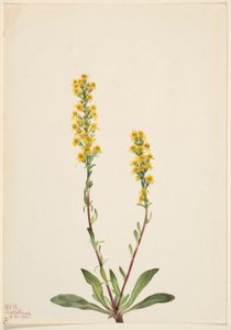 Berg guldenroede (Solidago oreophila) door Mary Vaux Walcott