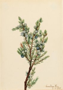 Bergjeneverbes (Juniperus sibirica) door Mary Vaux Walcott