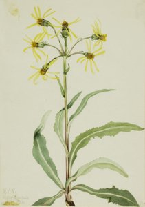 Rouwaardebol (Senecio lugens) door Mary Vaux Walcott