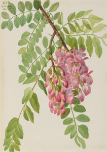 Nieuw Mexicaanse Robinia neomexicana, 1938 door Mary Vaux Walcott