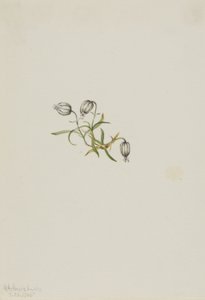 Knikkerkampioen (Lychnis apetala) door Mary Vaux Walcott