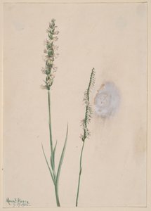 Knikkende dames-tressen Ibidium cernum, 1905 door Mary Vaux Walcott