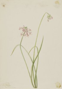 Knobbelui (Allium cernuum)