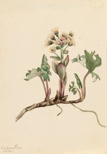 Noordelijke Hoefblad Petasites hyperboreus, 1916 door Mary Vaux Walcott