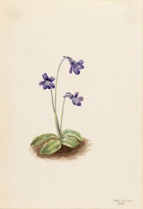 Noordelijk vetblad (Pinguicula vulgaris) door Mary Vaux Walcott