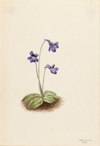 Noordelijke Vetblad Pinguicula vulgaris door Mary Vaux Walcott