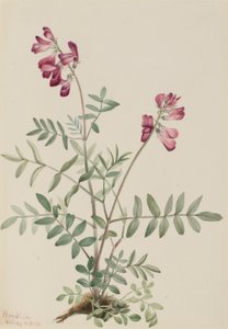 Noordelijke Hedysarum (Hedysarum boreale) door Mary Vaux Walcott
