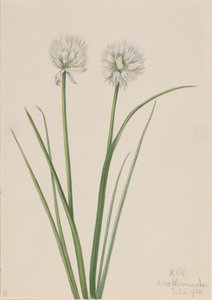 Noordelijke ui Allium sibiricum, 1920 door Mary Vaux Walcott