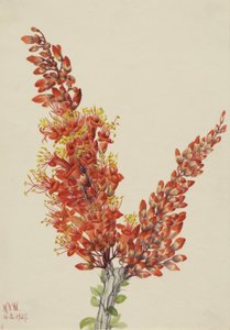 Ocotillo Fouquieria splendens door Mary Vaux Walcott
