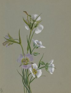 Op weg naar Monument door Mary Vaux Walcott