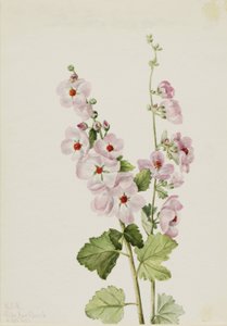 Oranje-ooggloemkruid (Sphaeralcea davidsonii)