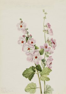 Oranje-Oog Globemallow, 1926