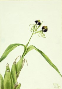 Orchidee (Epidendrum cochleatum) door Mary Vaux Walcott