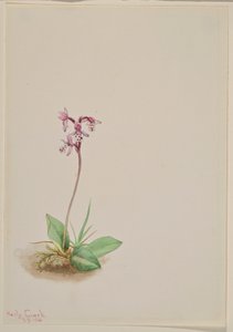 Orchis (Orchis rotundifolia) door Mary Vaux Walcott