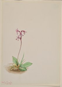 Orchis Orchis rotundifolia