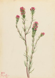 Uilenklaver (Orthocarpus tenuifolius)