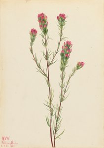Uilklaver Orthocarpus tenuifolius, 1923 door Mary Vaux Walcott